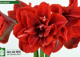 hippeastrum Chernym (2)